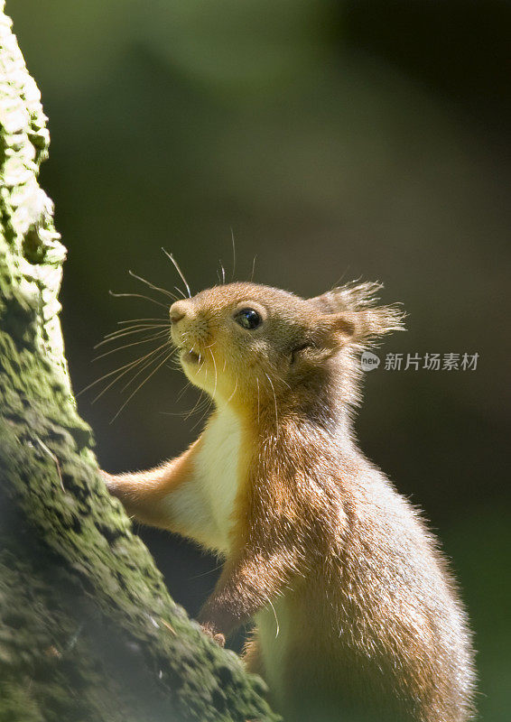 红松鼠(Sciurus vulgaris)